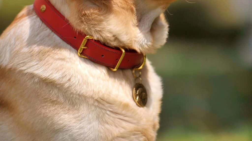 Collier discret sans données personnelles